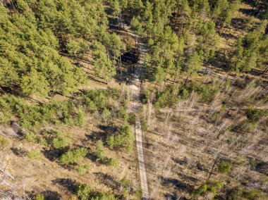 Baharda kozalaklı ormanda kirli bir patika. Hava Aracı Filosu