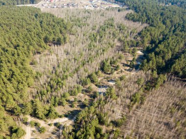 Baharda açık güneşli bir günde kozalaklı bir orman. Hava aracı v