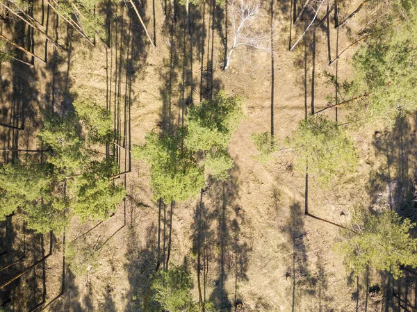 Grusgång Barrskogen Våren Flygdrönare Tävlar — Stockfoto