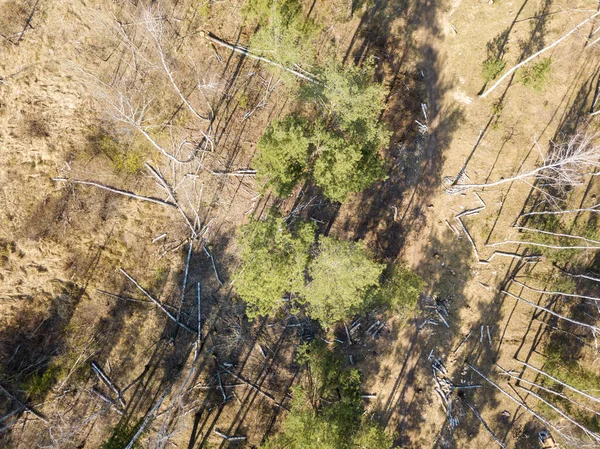 Ścieżka Brudu Lesie Iglastym Wiosną Aerial Drone Vie — Zdjęcie stockowe