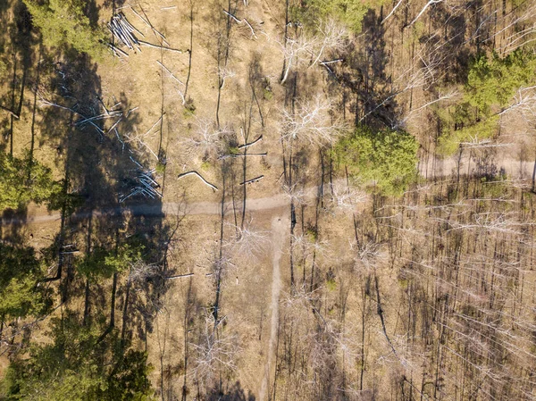 Egy Földút Tűlevelű Erdőben Tavasszal Légi Drónok Versenye — Stock Fotó