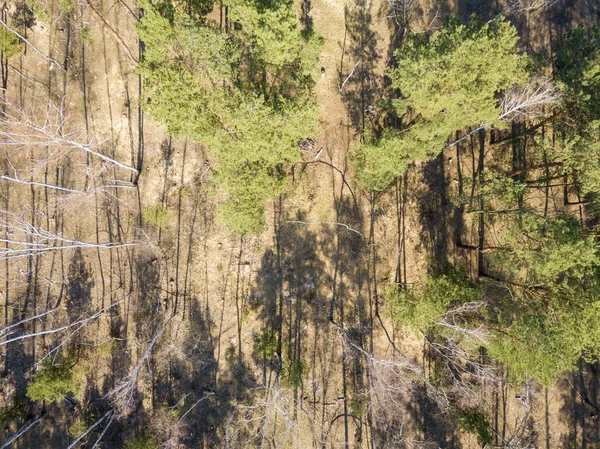 Ścieżka Brudu Lesie Iglastym Wiosną Aerial Drone Vie — Zdjęcie stockowe