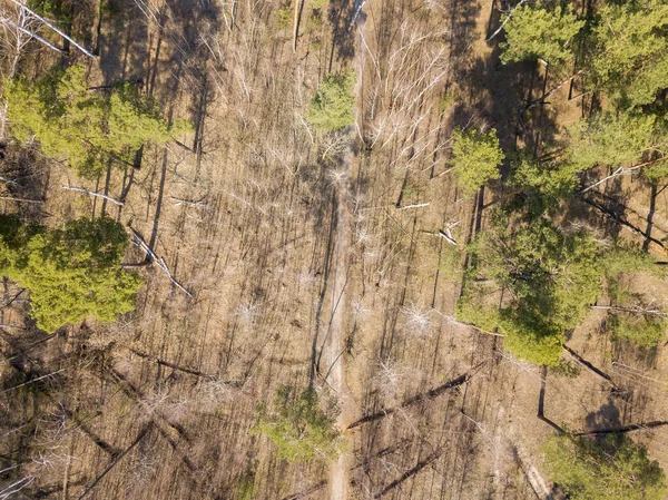 在针叶林的一条土路上 空中无人驾驶飞机竞赛 — 图库照片