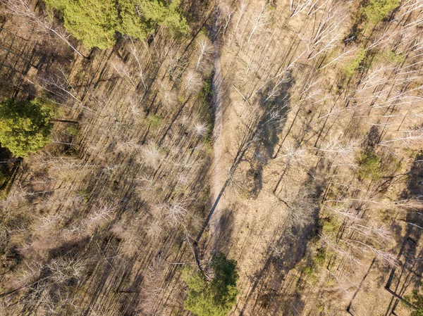 Ścieżka Brudu Lesie Iglastym Wiosną Aerial Drone Vie — Zdjęcie stockowe