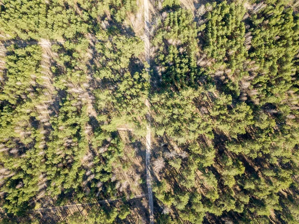 Camino Tierra Bosque Coníferas Primavera Drone Aéreo Vie — Foto de Stock