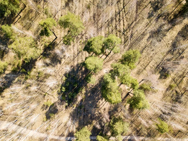 Caminho Terra Floresta Coníferas Primavera Drone Aéreo Vie — Fotografia de Stock