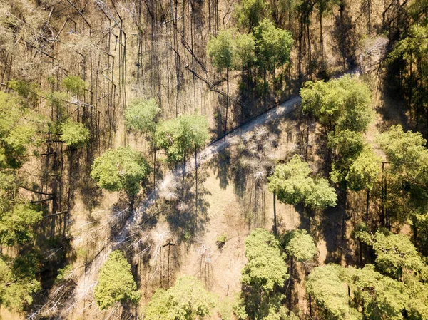 Caminho Terra Floresta Coníferas Primavera Vista Aérea Drones — Fotografia de Stock