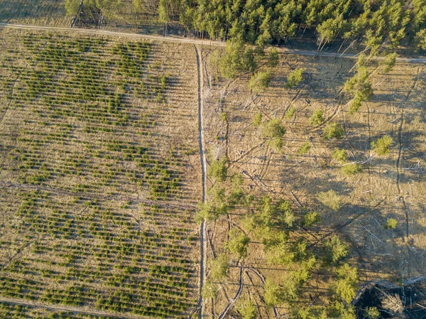 晴れた日に春に針葉樹林 空中ドローンV — ストック写真