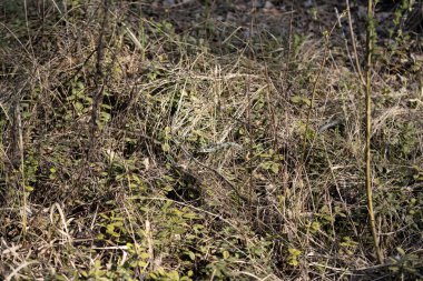 Natrix yerde sürünüyor.