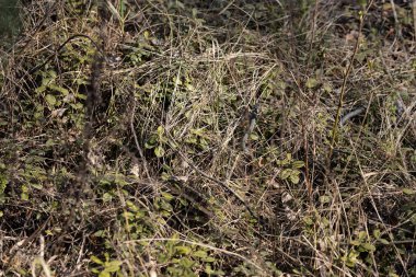 Natrix yerde sürünüyor.