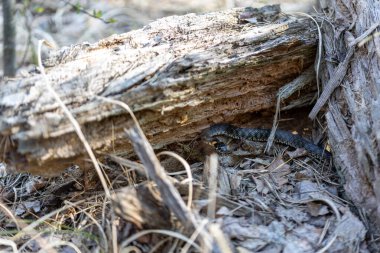 Natrix yerde sürünüyor.