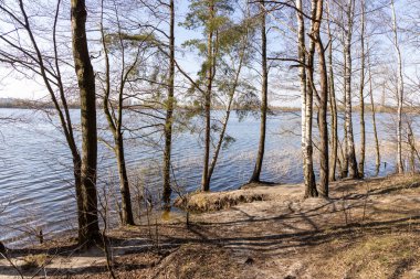 Göldeki sudaki orman ağaçları.