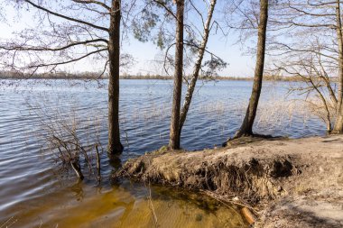Göldeki sudaki orman ağaçları.
