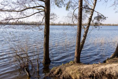 Göldeki sudaki orman ağaçları.