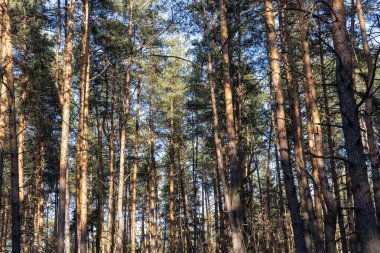 Baharın başlarında açık bir günde kozalaklı orman.