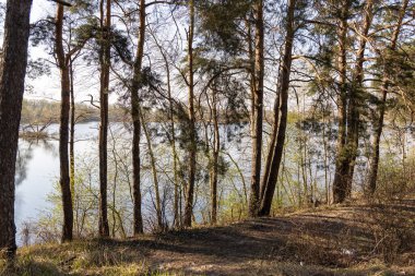 Göldeki sudaki orman ağaçları.