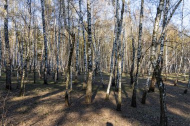 İlkbaharın başlarında ormanda huş ağacı..