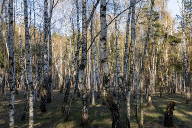 İlkbaharın başlarında ormanda huş ağacı..