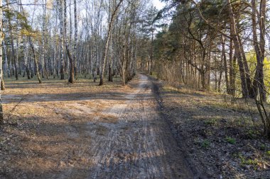 Çamların arasındaki kozalaklı ormanda toprak bir yol..