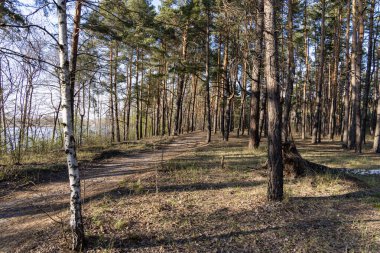Çamların arasındaki kozalaklı ormanda toprak bir yol..
