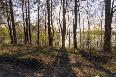 Orman gölünün üzerindeki akşam güneşi. Güneşin ışınları ağaçların arasından.
