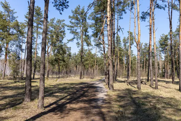 Camino Tierra Bosque Coníferas Entre Pinos — Foto de Stock