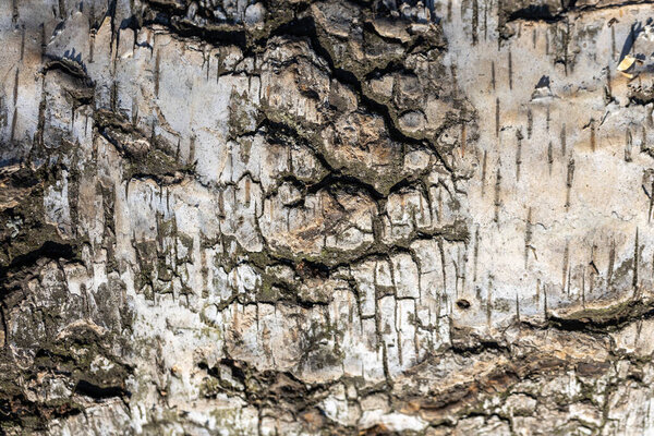 The bark of a birch tree. Detailed macro view.