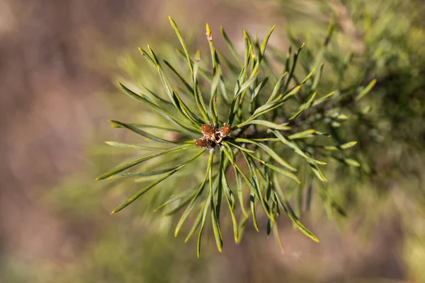 Des Aiguilles Pin Sur Une Branche Vue Macro Détaillée — Photo