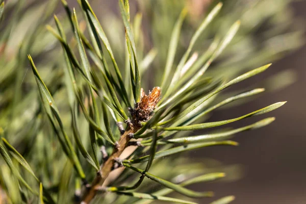 Pine Needles Branch Detailed Macro View — Stock Photo, Image