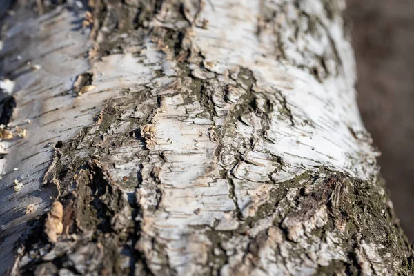 Schors Van Een Berkenboom Gedetailleerde Macro Weergave — Stockfoto