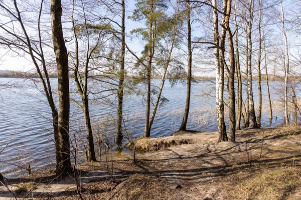 Lesní Stromy Vodě Jezera — Stock fotografie