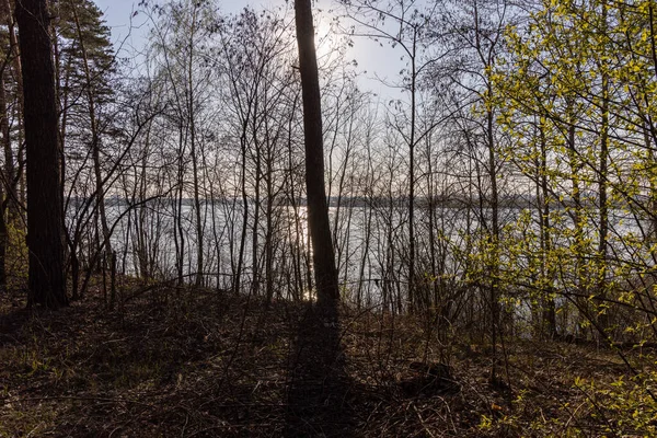 Forest Trees Water Lake — Stock Photo, Image