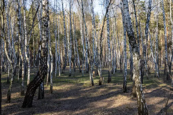 Bosque Abedules Bosque Principios Primavera — Foto de Stock