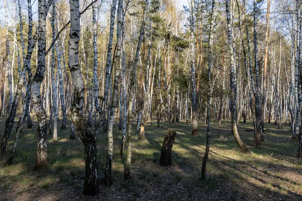Bosque Abedules Bosque Principios Primavera — Foto de Stock