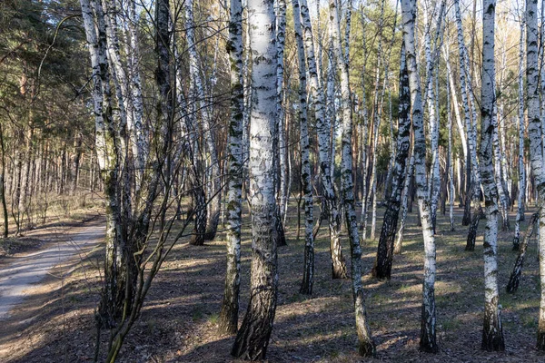 早春の森の中の白樺林 — ストック写真