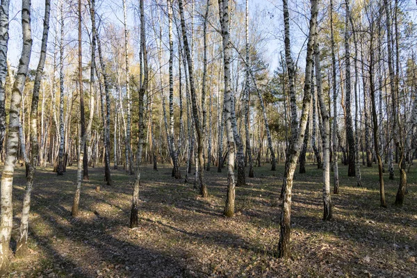 Birch Grove Forest Early Spring — Stock Photo, Image