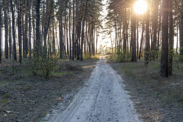 Camino Tierra Bosque Los Rayos Del Sol Poniente — Foto de Stock