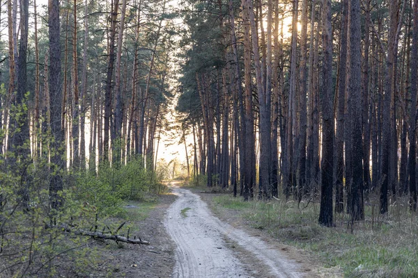 Camino Tierra Bosque Los Rayos Del Sol Poniente — Foto de Stock