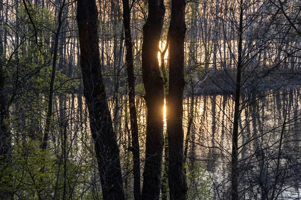 Orman Gölünün Üzerinde Gün Batımı Güneşin Işınları Ağaçların Arasından — Stok fotoğraf