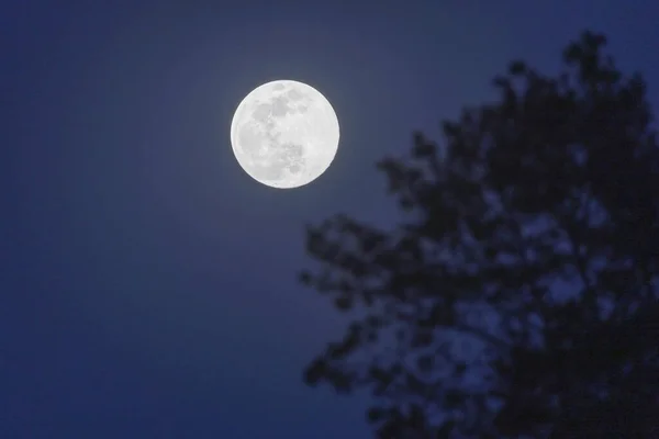 Full moon against the blue sky in the forest. Near a pine tree.