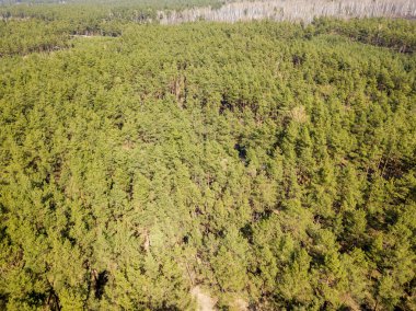 Baharda güneşli havalarda çam ormanı. Hava aracı görünümü.
