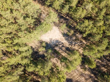 Baharda güneşli havalarda çam ormanı. Hava aracı görünümü.