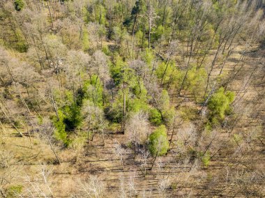 Baharda güneşli havalarda çam ormanı. Hava aracı görünümü.