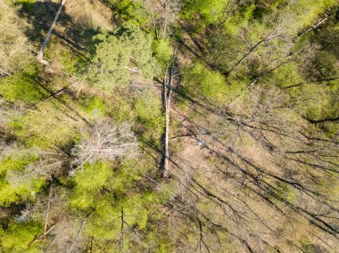 Baharda kozalaklı ormanda devrilmiş bir ağaç. Hava Aracı Filosu