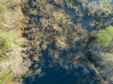 Suda sık ağaçlar olan bir orman gölünün kıyısında. Hava akımı