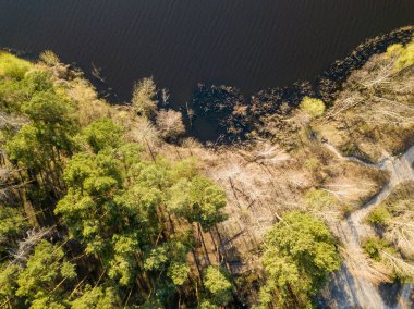 Güneşli bir havada, çam ormanında bir gölün kıyısında. Hava aracı 