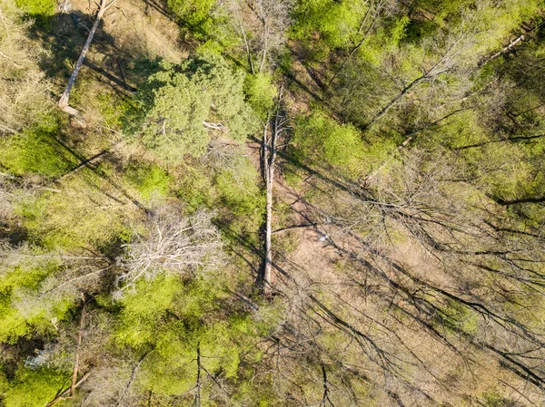 Fallen Tree Coniferous Forest Spring Aerial Drone Vie — Stock Photo, Image