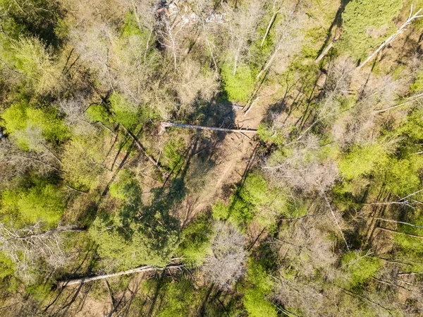 Upadłe Drzewo Lesie Iglastym Wiosną Aerial Drone Vie — Zdjęcie stockowe