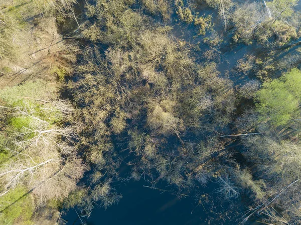 湖水里有茂密的树木 森林湖畔的海岸 空中干燥机 — 图库照片