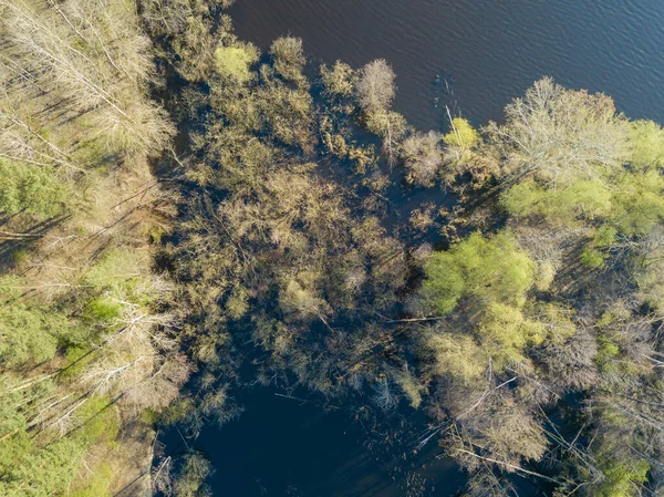 湖水里有茂密的树木 森林湖畔的海岸 空中干燥机 — 图库照片